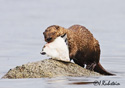 Lutra Canadensis